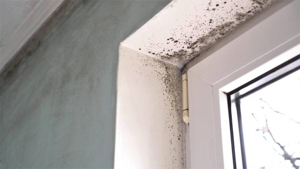 Professional Mold Removal in Kingsland, TX